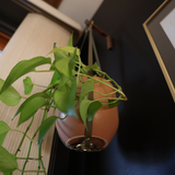 Biothane Simple Plant Hanger